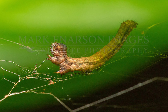 A caterpillar in a web at Pacaya-Samiria National Reserve, Peru