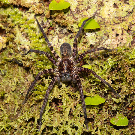A fishing spider on a tree at Pacaya-Samiria National Reserve, Peru