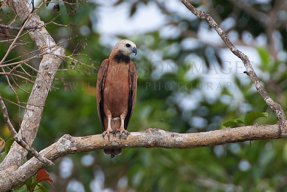 A black-collared hawk above the Marañon River, Peru