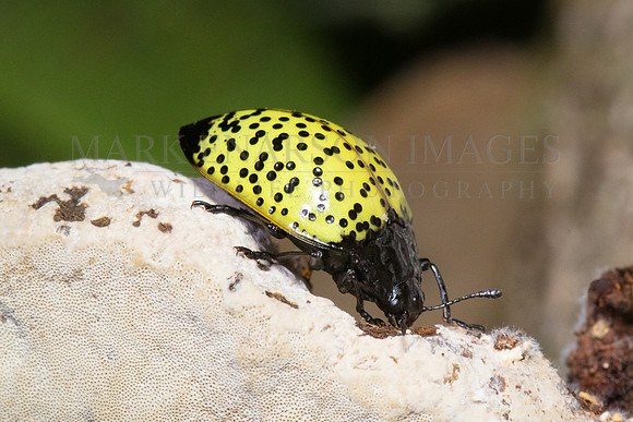 A pleasing fungus beetle (genus Aegithus) in Pacaya-Samiria National Reserve, Peru