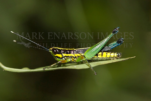 A short-horned grasshopper near the Marañon River, Peru