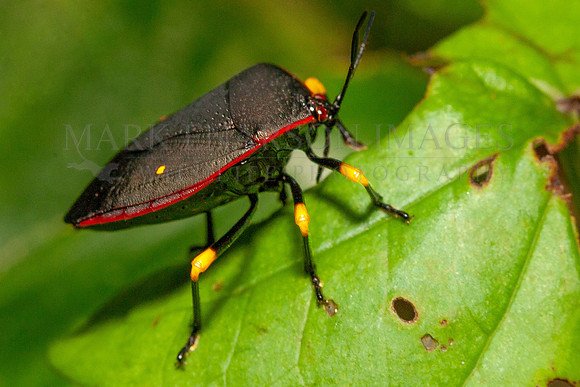 A red-bordered stink bug at Yasuni National Park, Ecuador