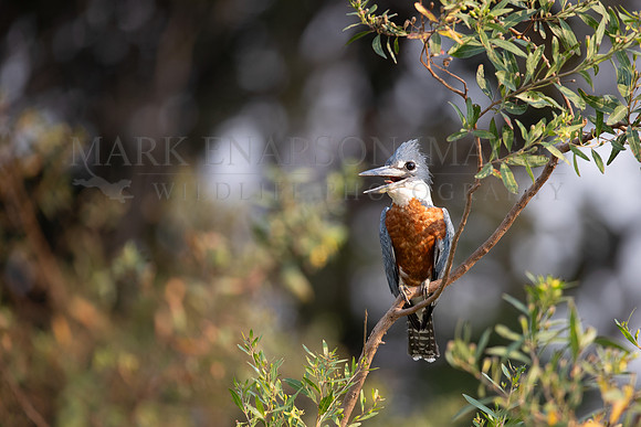 A ringed kingfisher hunts for small fish in the Pantanal, Brazil