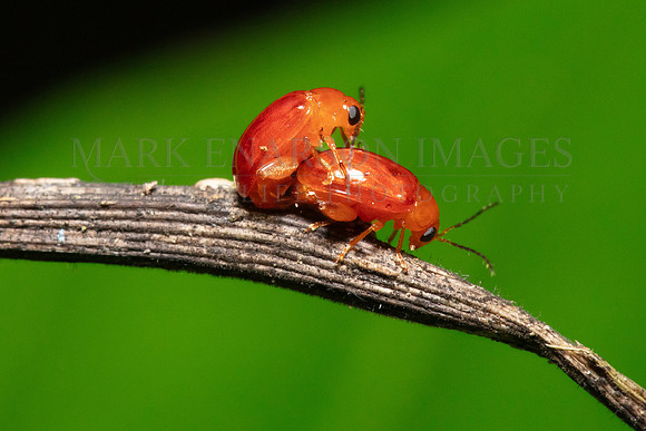 Flea beetles mating at Pacaya-Samiria National Reserve, Peru
