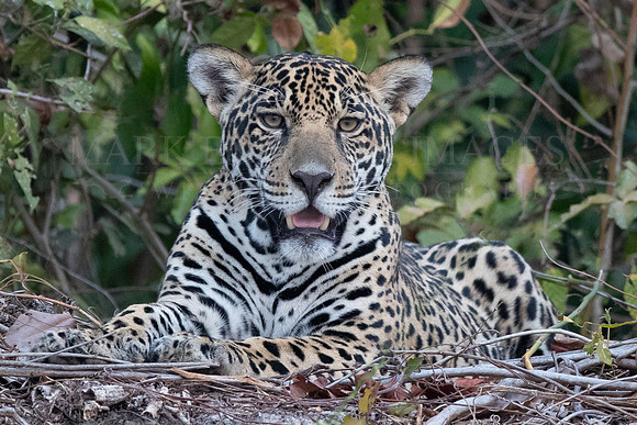 A jaguar rests at the forest's edge in the Pantanal, Brazil