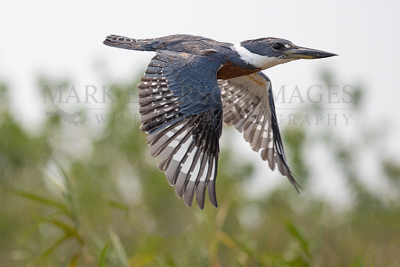 A ringed kingfisher flying in the Pantanal, Brazil