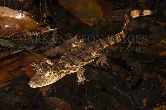 A baby spectacled caiman in a mangrove swamp at Pacaya-Samiria National Reserve, Peru