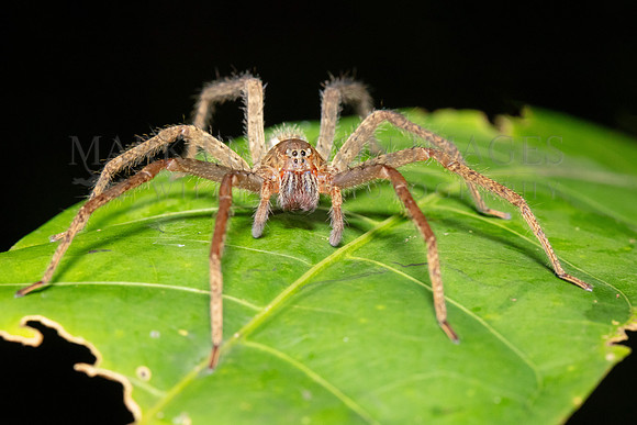 A bromeliad spider in the forest of Pacaya-Samiria National Reserve, Peru