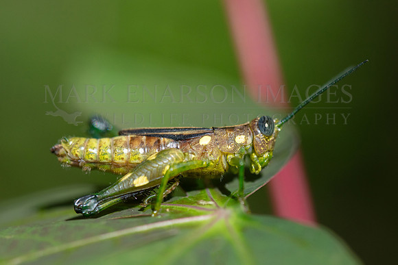 A grasshopper (family Acrididae) at Pacaya-Samiria National Reserve, Peru