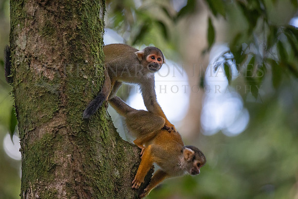 A pair of squirrel monkeys in the forest canopy of Pacaya-Samiria National Reserve, Peru