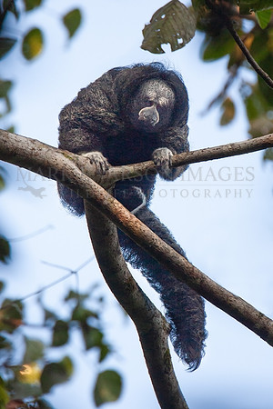 A monk saki monkey peers down from the treetops of Pacaya-Samiria Reserve, Peru