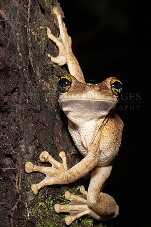 A giant broad-head tree frog at Pacaya-Samiria National Reserve, Peru