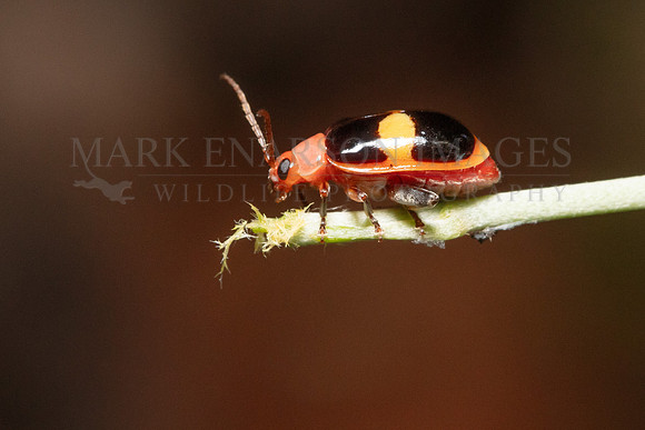 A jumping leaf beetle at Pacaya-Samiria National Reserve, Peru