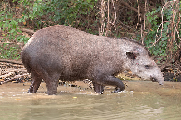 A Brazilian tapir in the Pantanal