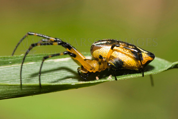 An orbweaver spider (genus Leucauge) in the Peruvian Amazon near the Marañon River