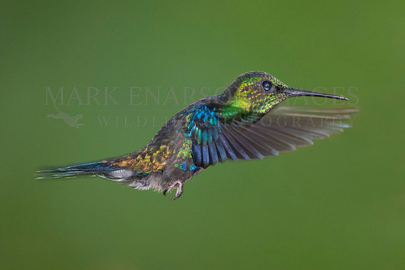 A blue-chinned sapphire hummingbird in the Ecuadorian Andes