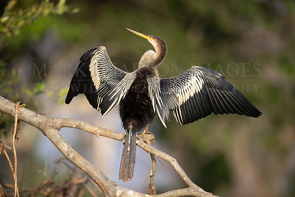 An anhinga warms in the morning sun in the Pantanal, Brazil
