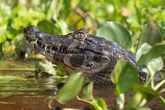 A Yacaré caiman in the rivers of the Pantanal in Brazil