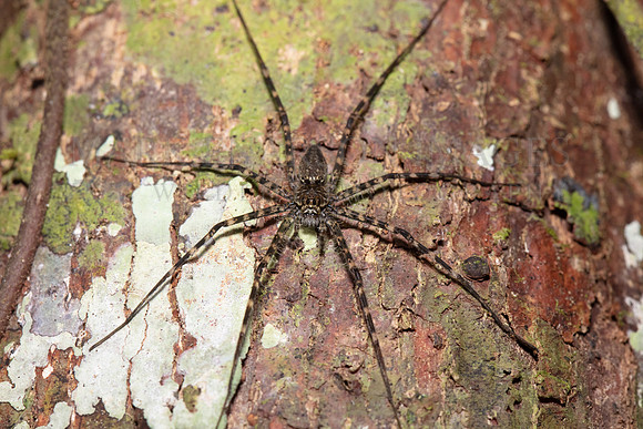 A fishing spider ambushes prey from a tree trunk at Pacaya-Samiria National Reserve, Peru