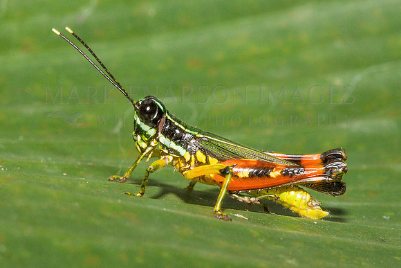 A colorful spurthroat toothpick grasshopper in the Peruvian Amazon