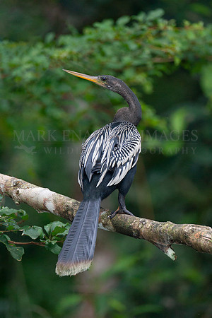 An anhinga or snake bird at Lake Anangu, Ecuador