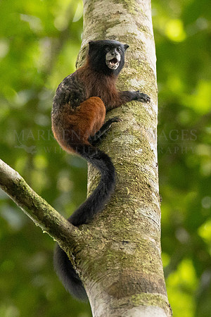 A saddleback tamarin in the forest at Pacaya-Samiria National Reserve, Peru