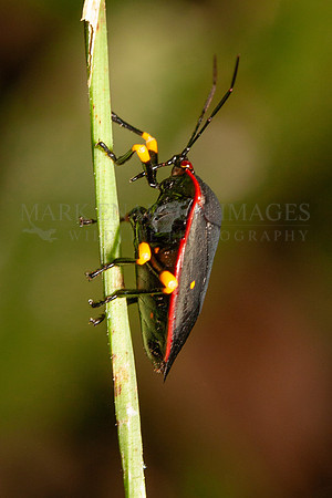 A red-bordered stink bug at Yasuni National Park, Ecuador