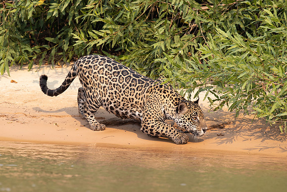 A jaguar stalks prey along the riverside in the Pantanal, Brazil