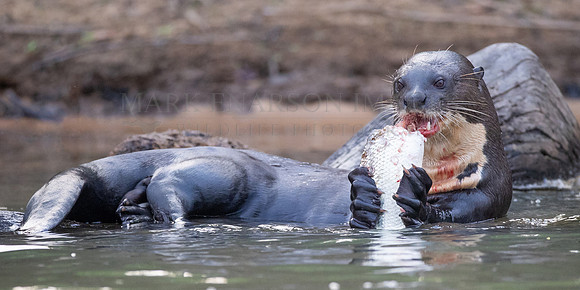 A giant river otter eating a fish in the waters of the Pantanal in Brazil