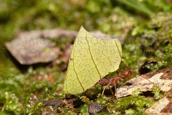 A leaf cutter ant gathers leaf fragments to feed fungus farmed for food in the ant hill, at Pacaya-Samiria National Reserve, Peru