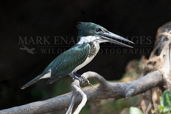 An Amazonian kingfisher in the Pantanal, Brazil