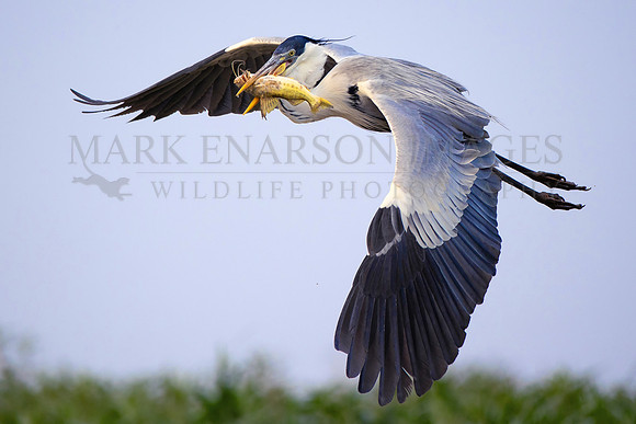 A cocoi heron flys with a captured spotted sorubim in the Pantanal, Brazil
