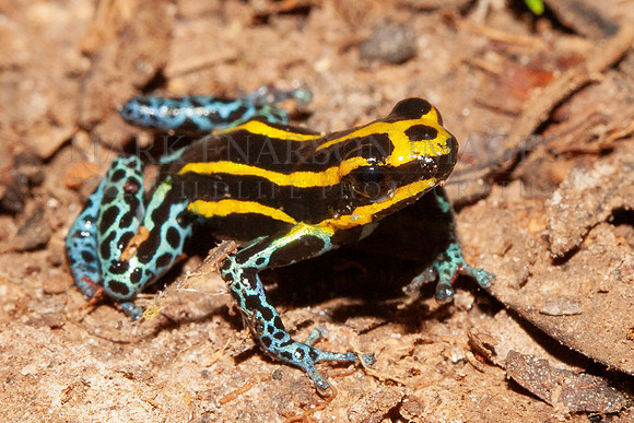 An Amazonian poison dart frog in the leaf litter near the Marañon river, Peru