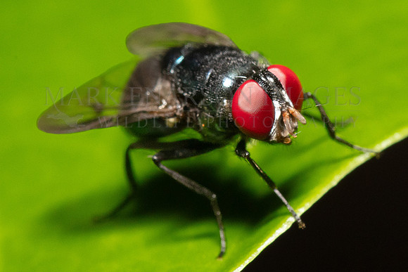 A blowfly in the forest at Pacaya-Samiria National Reserve, Peru