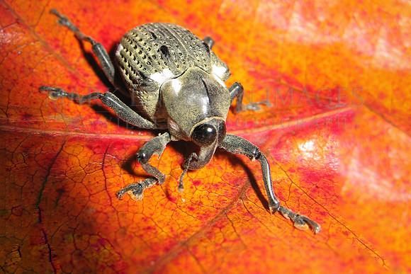 A true weevil (family Curculionidae) in the Peruvian Amazon
