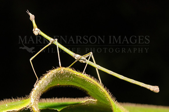 A stick grasshopper (family Proscopiidae) or jumping stick in the forest at Pacaya-Samiria National Reserve, Peru