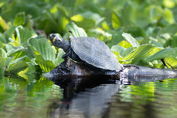A yellow-spotted river turtle warming on a log in Pacaya-Samiria National Reserve, Peru