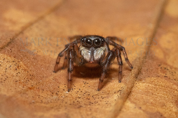 An Adanson's house jumper in the forest at Pacaya-Samiria National Reserve, Peru