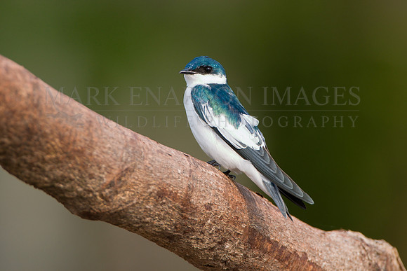 A white-winged swallow in the Peruvian Amazon