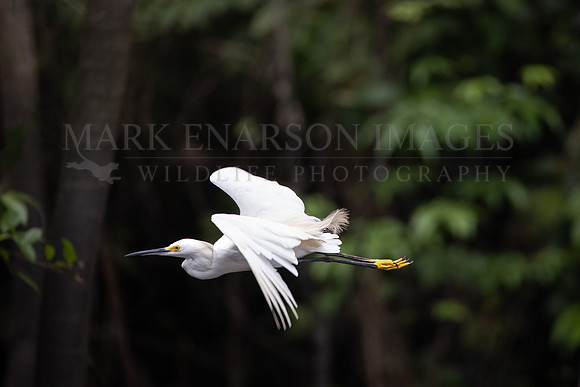 A snowy egret in flight in Pacaya-Samiria National Reserve, Peru