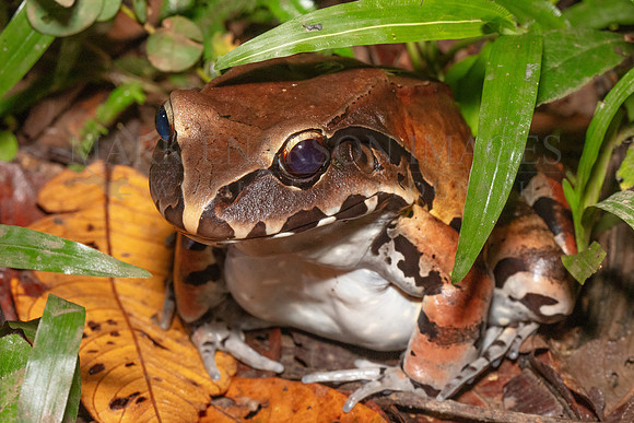 A smoky jungle frog at Pacaya-Samiria National Reserve, Peru