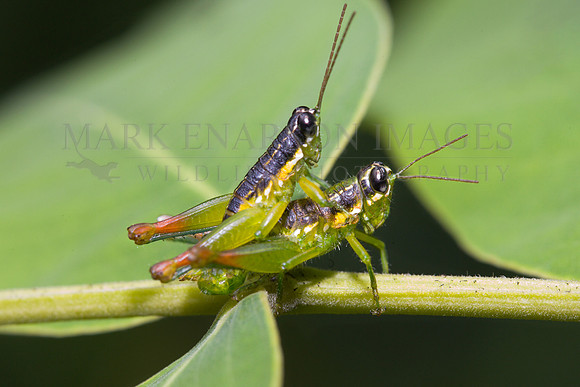 A mating pair of short-horned grasshoppers near the Marañon river, Peru