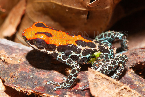 A red-backed poison dart frog in the leaf litter near the Marañon river, Peru