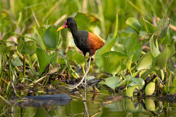 A wattled jacana hunts for insects and other small invertebrates in the Brazilian Pantanal
