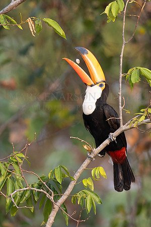 A toco toucan feeds on fruit in the tree tops of the Brazilian Pantanal