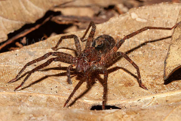 A giant fishing spider on the forest floor along the Marañon river, Peru