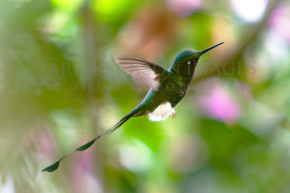 A booted rachet-tail hummingbird in the cloud forest of the Ecuadorian Andes