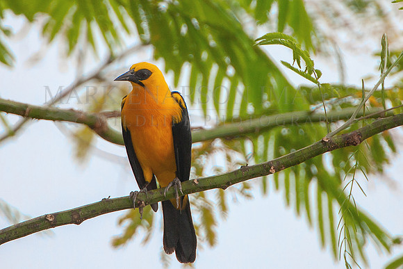 An oriole blackbird near the Marañon River, Peru