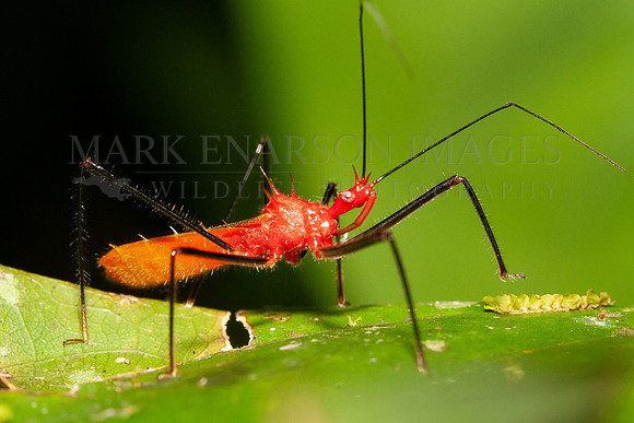 An assassin bug in the forest of Yasuni National Park, Ecuador