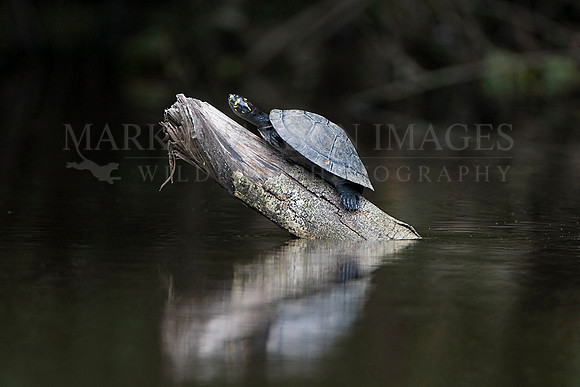 A yellow-spotted river turtle in the Pacaya-Samiria National Reserve, Peru
